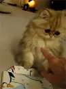 Adorable Kitten