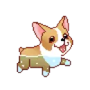 corgi swimming