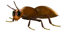 ant