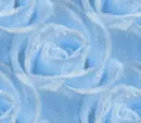 Roses -Blue