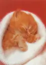 very verytiny kitten