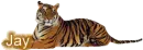 Jay Tiger