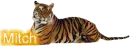 Mitch Tiger