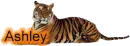 Ashley Tiger