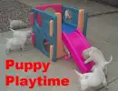 puppy playtime