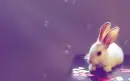 cute rabbit 
