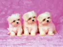 cute puppies