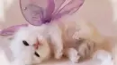 cute cat sleeps