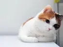cute cat