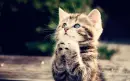 preety cat