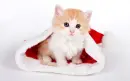 cutest cat on santa's hat