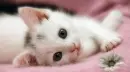 sweet cat lying