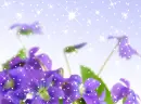 Violets