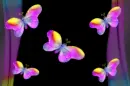 Rainbows & Butterflies