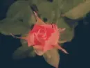 Vintage Large Blooming Flower