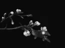 Vintage Cherry Blossom
