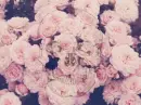 Victorian Sweet Goth Skull