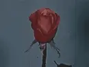 Vintage Red Rose
