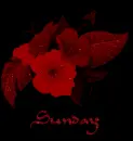 sweet sunday