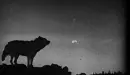 Vintage Wolf In The Darkness