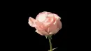 Vintage Pink Rose
