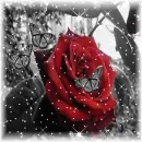 Red Rose & Butterflies