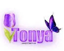 Single Purple Tulip: Tonya