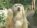 Clapping Dog