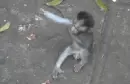 Monkeys Hug