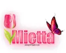 Single Pink Tulip: Mietta