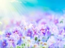 Purple flowers