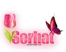 Single Pink Tulip: Serhat