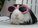 Guinea Pig