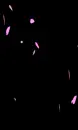 purple petals