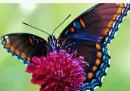 The Butterfly Effect