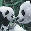 Avatar - Panda Bears