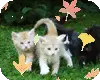 Kittens with leaves