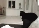High 5
