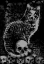 kitten