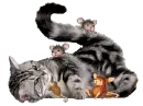 tabby