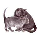 cute cat