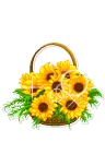 sun flower