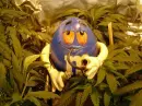 Pot Smoking M&M