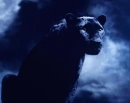 Panther
