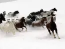 horses 