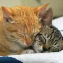Cat Nap