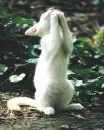 Praying Kitty