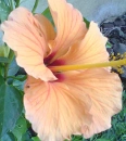 flower in the garden