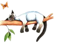 cats