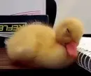 Sleepy Duck
